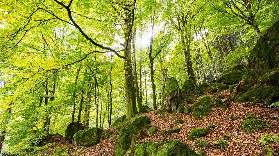 Assolegno: "Gestione dei boschi, bene gli accordi di foresta"