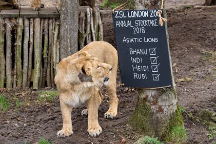 Allo zoo di Londra è il giorno del censimento 7