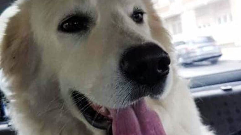 Cane muore d'infarto per i botti di Capodanno