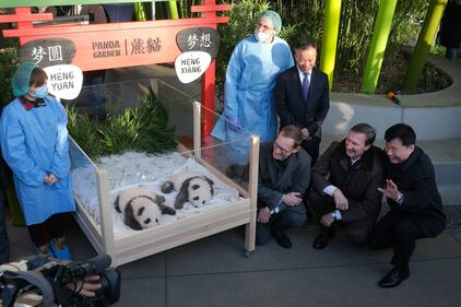 Lo zoo di Berlino presenta due cuccioli di panda giganti "Meng Yuan" e "Meng Xiang" 3