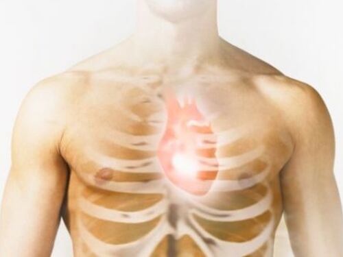 Nuove cure contro l'infarto. Trovata la proteina che rigenera il cuore