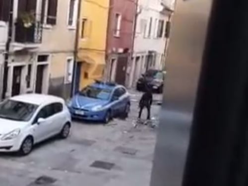 Distrugge a sprangate auto della polizia e semina il panico in strada