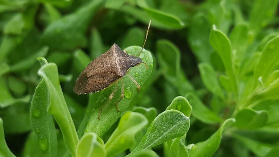 Allarme cimice asiatica nel nord. Danni ingenti nel comparto frutta