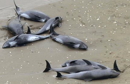 Decine di delfini spiaggiati in Giappone 1