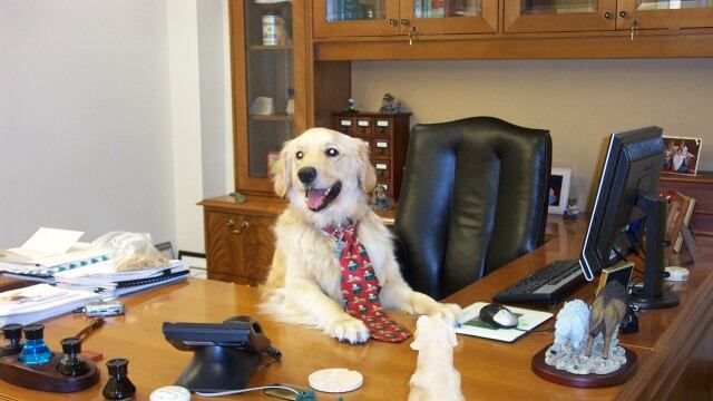 Anche Fido va a "lavorare" col padrone: gli uffici regionali aprono a cani e gatti