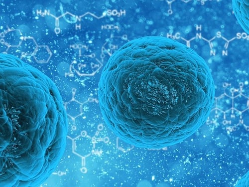 Citomegalovirus, scoperti i linfociti T Killer che contrastano l’infezione