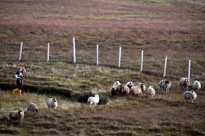 Foula, una splendida isola inglese per solo 30 abitanti 13