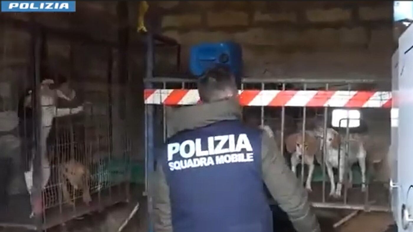 Sporchi e senza cibo, la polizia salva i cani incatenati in un fabbricato abusivo