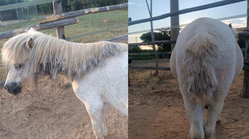 Violenza su Pepe, il pony per la pet therapy e amico dei bambini