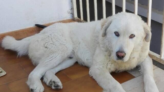 La bestia che ha ucciso il mio cane