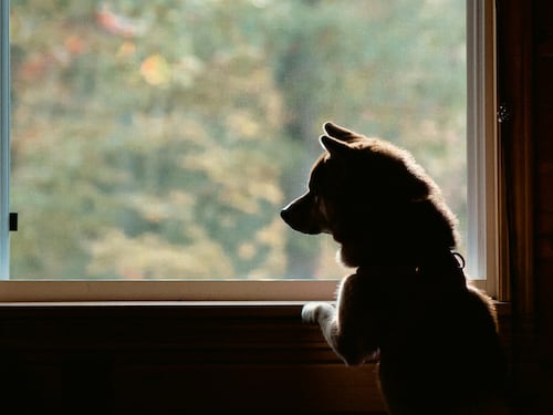 Animali domestici, il proprietario di casa può vietarli all'affittuario: cosa dice la nuova sentenza
