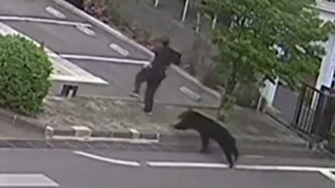 Attacchi e aggressioni agli umani: cosa c'è dietro la "guerra degli orsi" in Giappone
