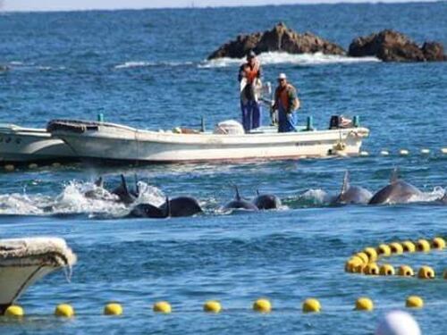 In Giappone inizia la mattanza, uccisi i primi 20 delfini