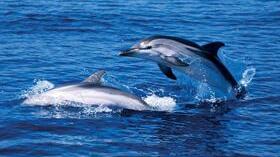 L'ultima sui delfini: sono romantici e regalano i fiori