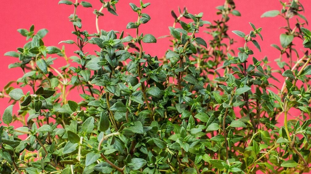Timo, proprietà e caratteristiche dell'antica pianta aromatica