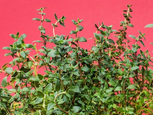 Timo, proprietà e caratteristiche dell'antica pianta aromatica
