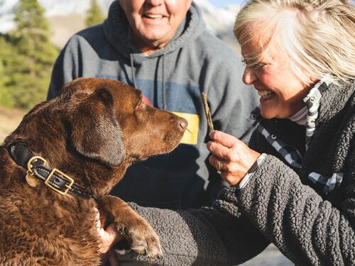 Cani per over 70: vantaggi e quali razze scegliere