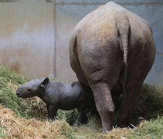 È nato un cucciolo di rinoceronte nero 3