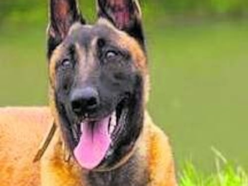 “Vuoi riabbracciare il tuo cane? Paga 1.000 euro”