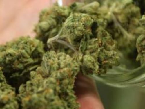 La cannabis terapeutica come nuova frontiera dell'agricoltura?