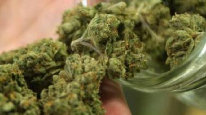 La cannabis terapeutica come nuova frontiera dell'agricoltura?