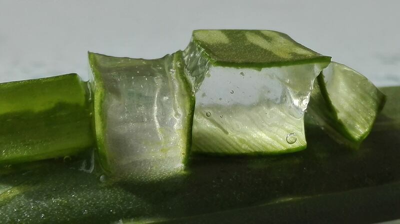 Aloe vera