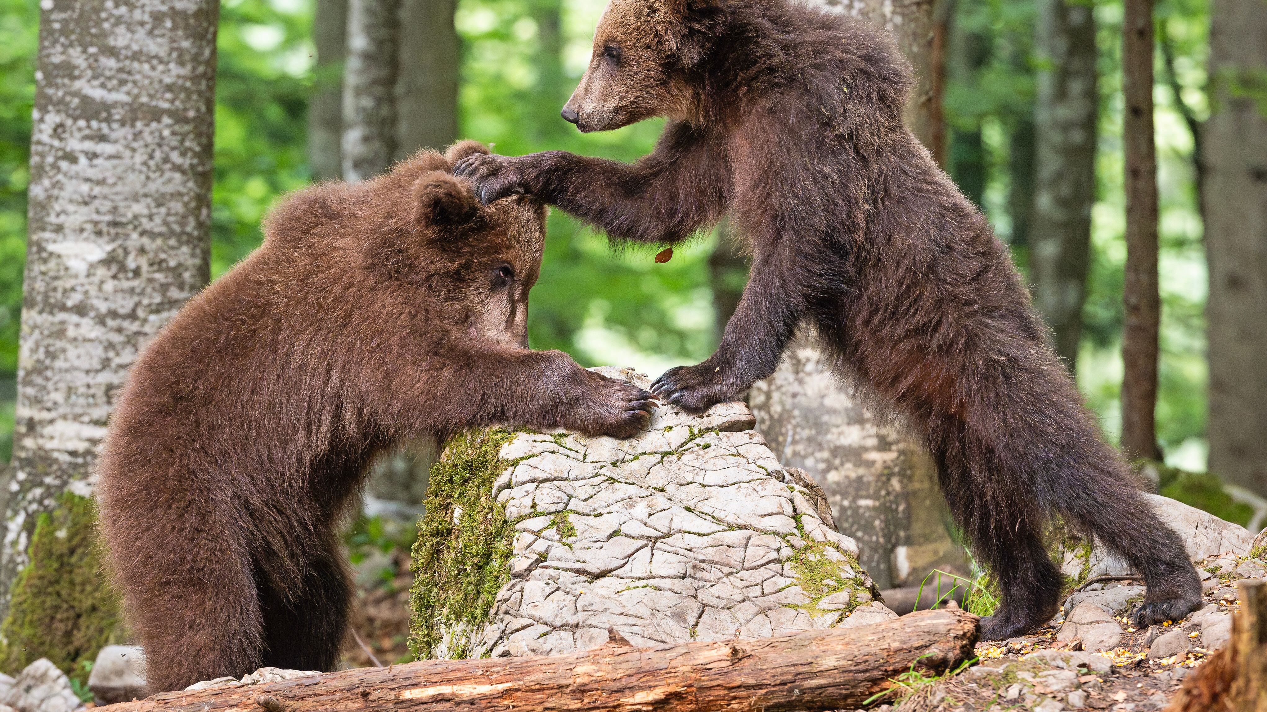 Trentino, turista attaccato da un orso a Dro: ferito agli arti