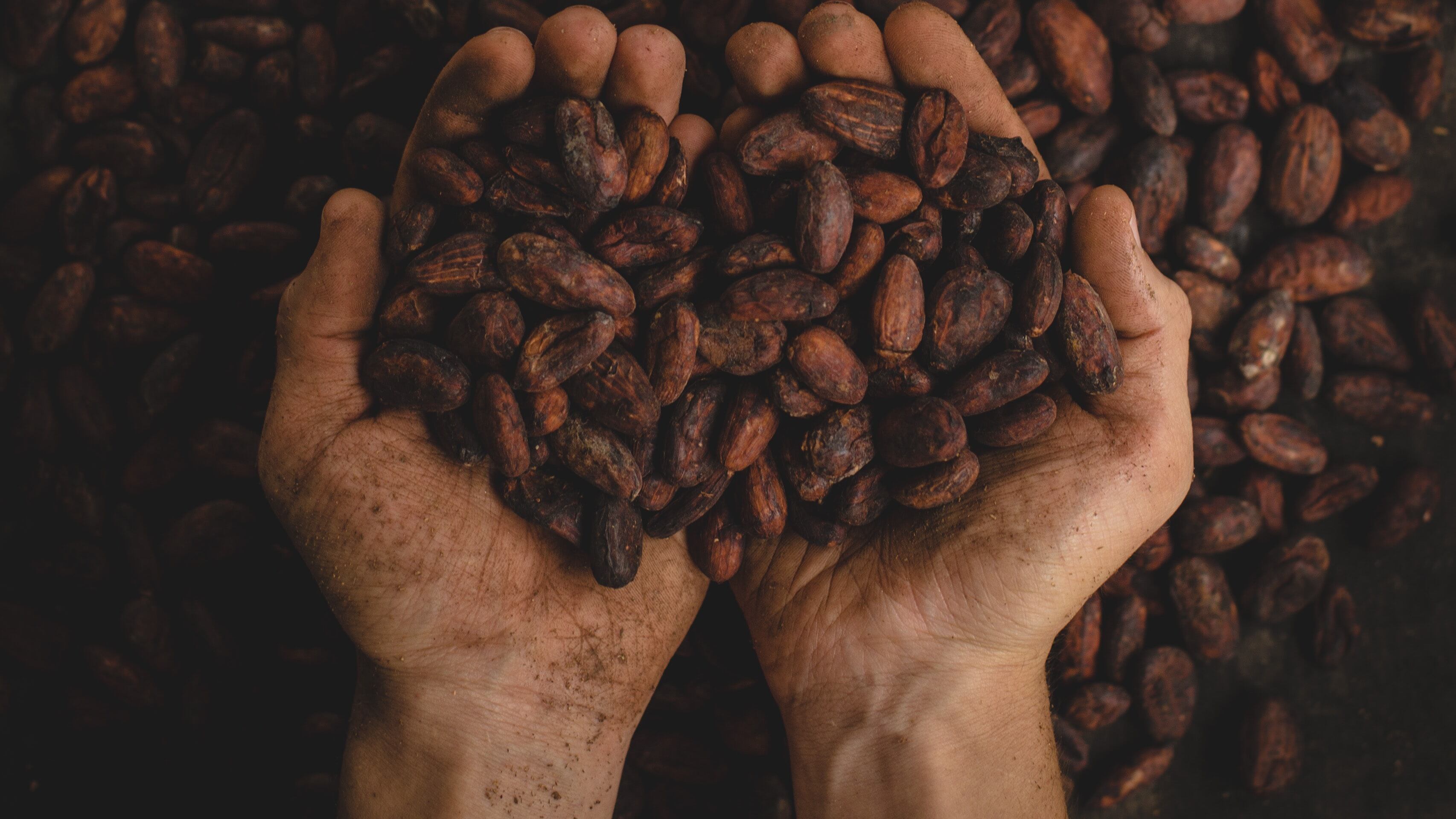 Il prezzo del cacao crolla ai minimi da tre mesi