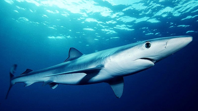 Turista francese aggredita da uno squalo alle Seychelles