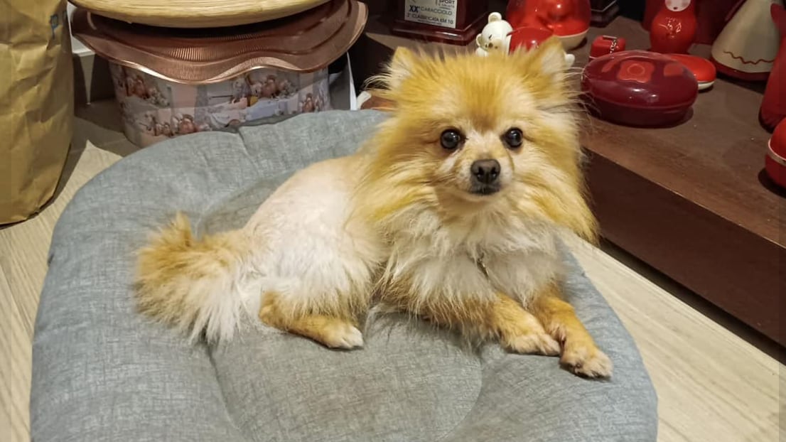 "Siamo ladri, ma onesti". Riconsegnato il cane rubato alla bambina disabile