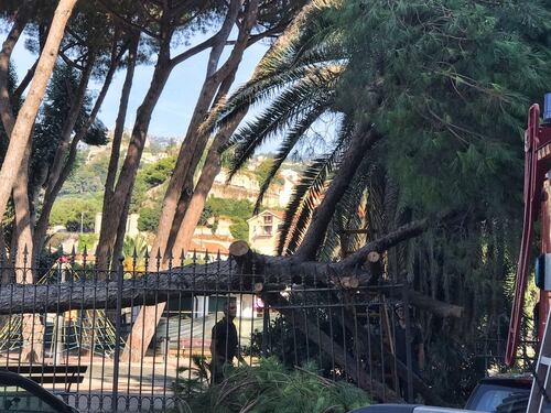 Pino crolla ai giardini di Ventimiglia: tragedia sfiorata
