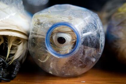Così esportano i pappagalli dall'Indonesia 2