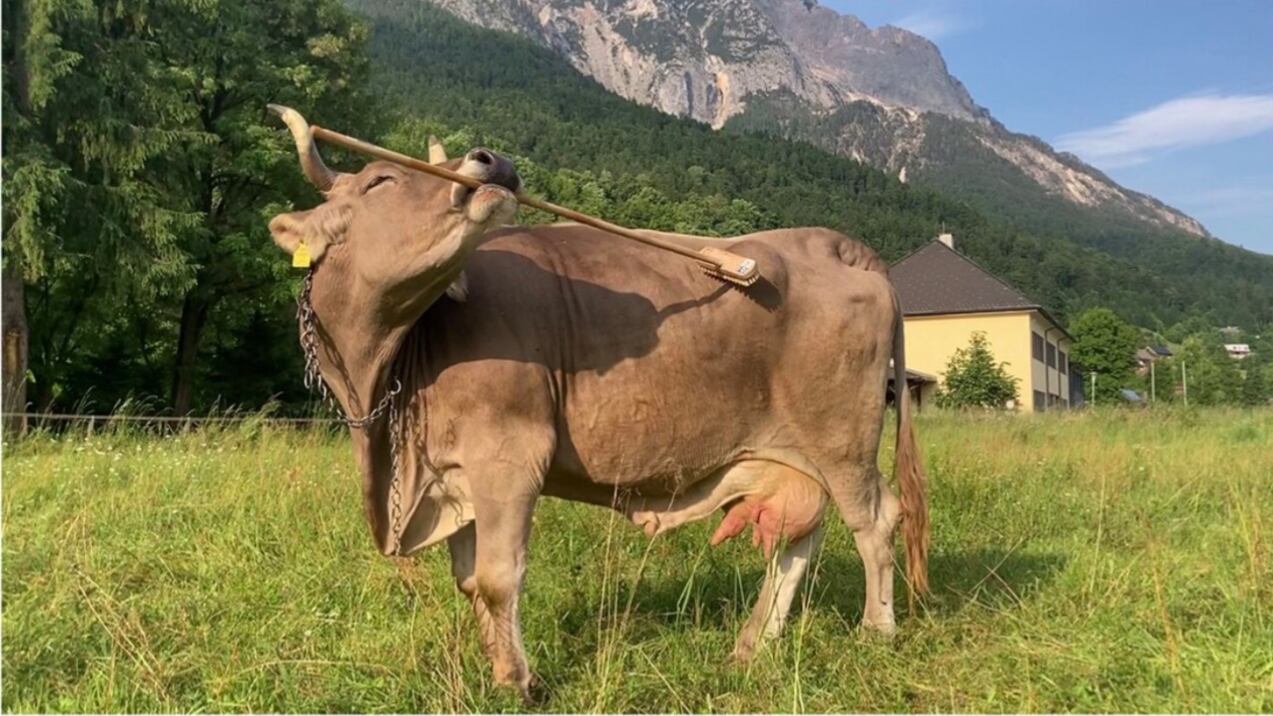Lo stupore per la mucca Veronika che usa uno strumento, ma siamo noi a usare ancora i pregiudizi