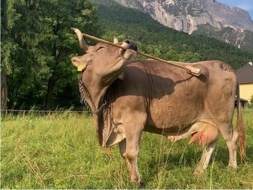 Lo stupore per la mucca Veronika che usa uno strumento, ma siamo noi a usare ancora i pregiudizi
