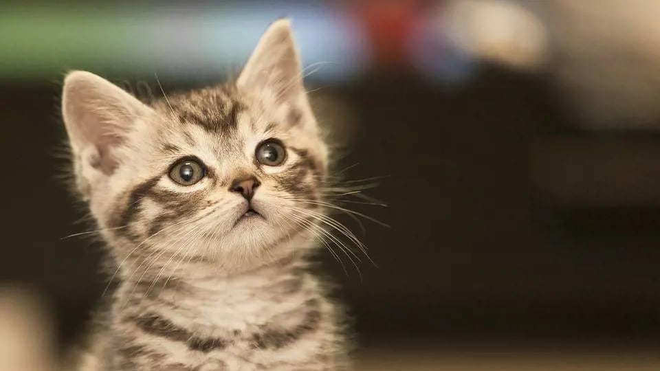 Animali domestici e condomini: controversie e soluzioni
