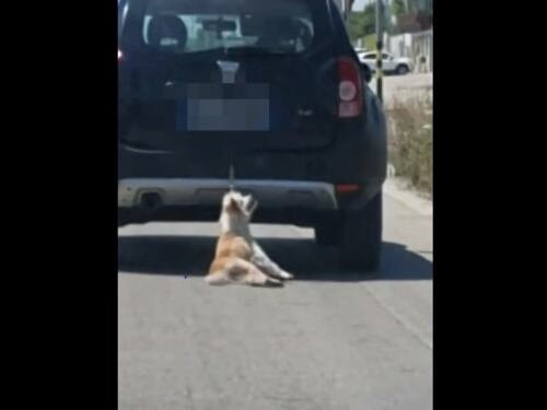Trani, cane trascinato da auto, i proprietari: "È stato un incidente"