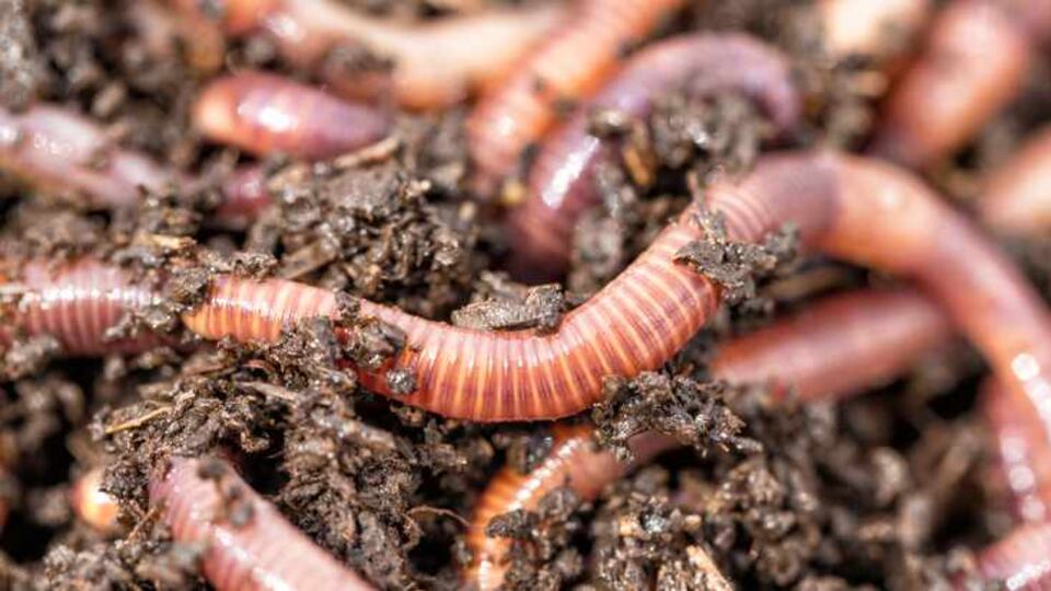 Vermi nella cioccolata, orrenda sorpresa nel distributore di bevande