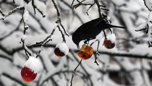 Un uccello becchetta una mela su un albero a Kaufbeuren, nel sud della Germania