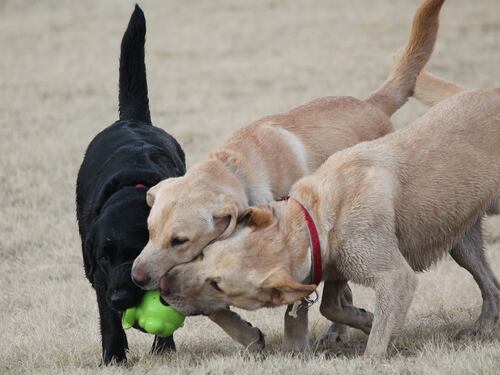 Cani drogati al parco Sempione, colpa delle dosi nascoste nei cespugli