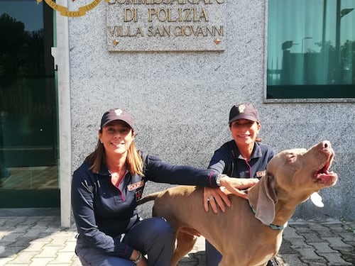 Rapito a Torino e ritrovato a Milano, la storia (a lieto fine) di "Wisi" il cane sequestrato