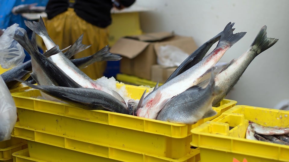 Pozzuoli: sequestrati 50 chili di pesce avariato venduto per strada