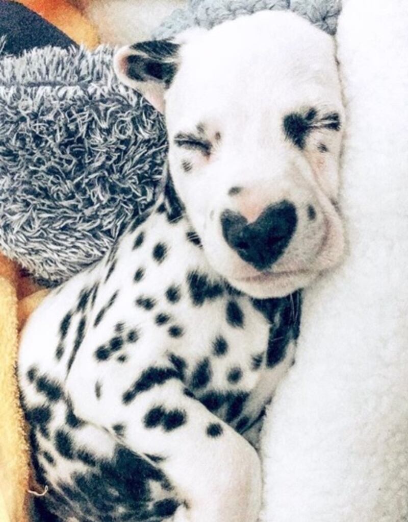 Il cucciolo di Dalmata che intenerisce il web 5