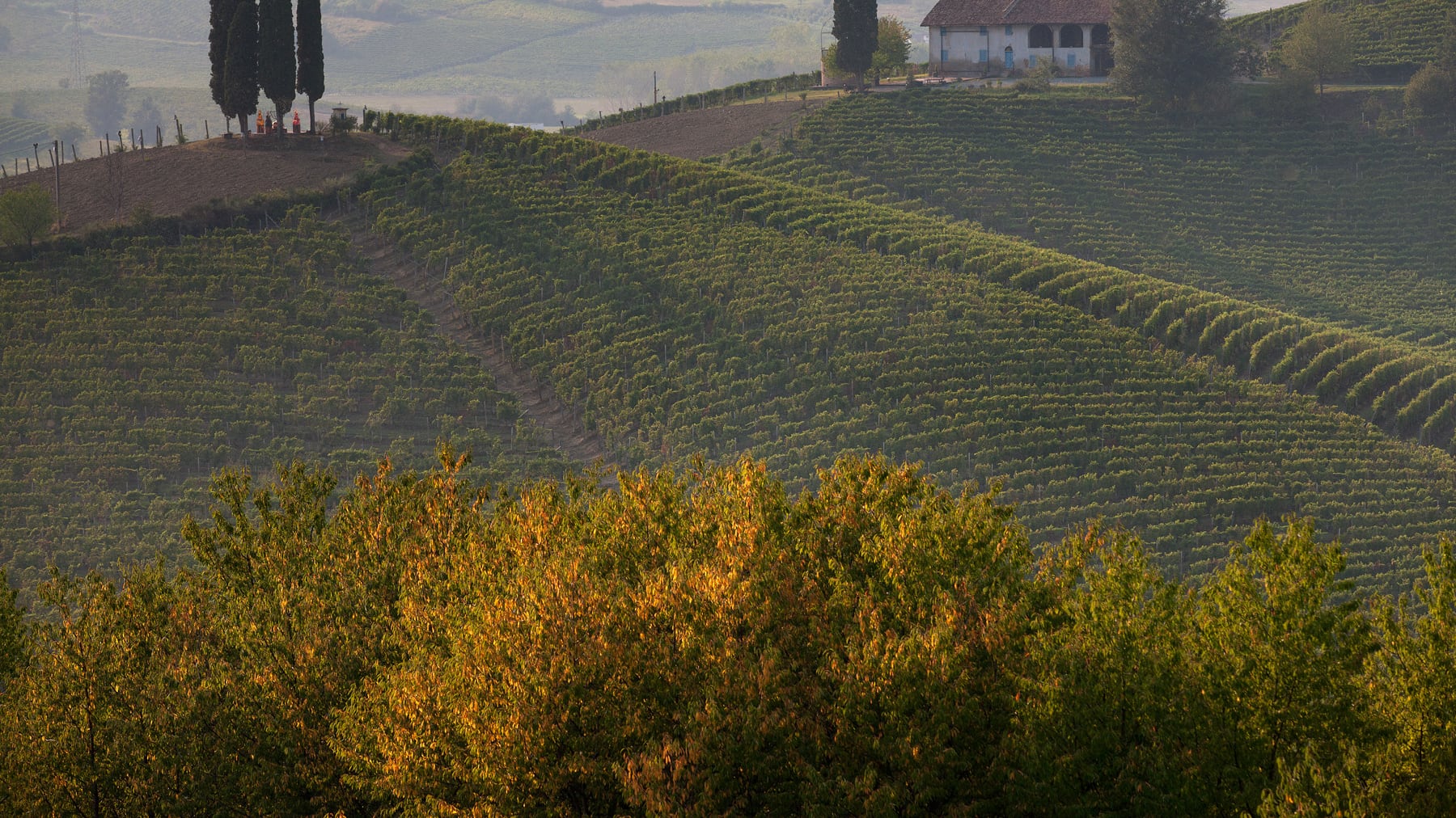 Monferrato. Rosso Barbera