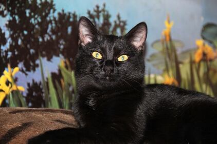 Gatto nero, foto 53