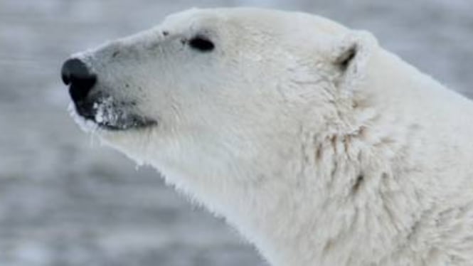 Russia, orso polare vaga in una città siberiana cercando cibo