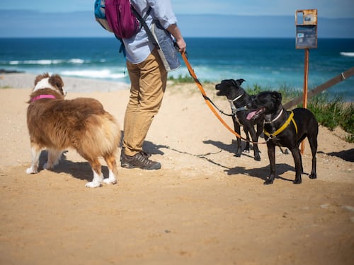 Vacanze pet friendly: diritti, doveri e buone regole