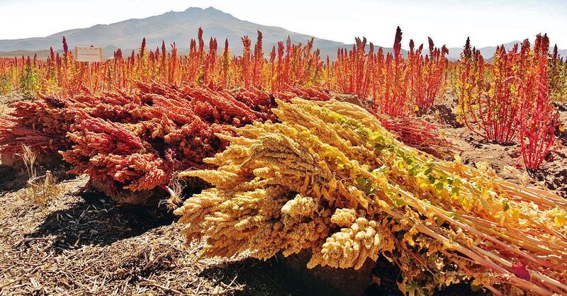 Quinoa, piante