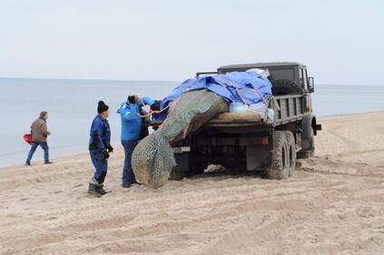 Polonia, balena spiaggiata sulla costa baltica 1