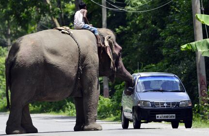 Chiedere l'elemosina...in sella a un elefante 4