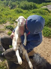 Dal Salento la storia di Torquato: l'agnellino salvato dal macello prima di Pasqua 10